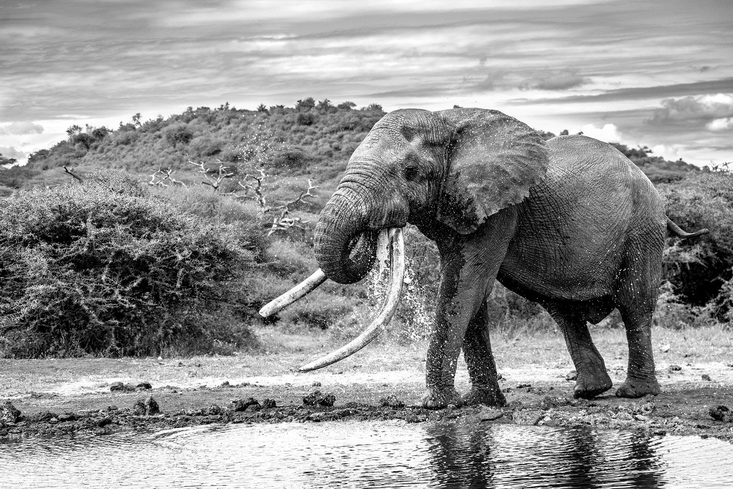 This is One Ton, a tusker who regularly visits the waterhole at ol Donyo Lodge in Kenya's Chyulu Hills much to the delight and awe of everyone who has had the privilege of meeting him. Elephants like this, with ivory that stretches almost to the grou