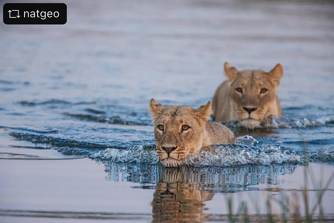 #Repost from @natgeo 

Water is not a lion&rsquo;s element. Lions are built for the steady grip of solid ground. But in Botswana&rsquo;s Okavango Delta, the land dissolves into water, and the lions must bend to its demands. Lush, healthy ecosystems l