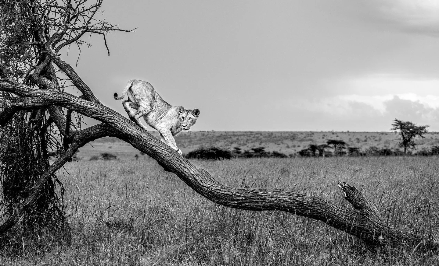 With paws too big for his growing body and a tail that hasn&rsquo;t yet mastered balance, this little explorer scrambled skyward, clumsy but determined. For a moment, the tree became a kingdom, its branches a throne. Somewhere nearby his siblings tum