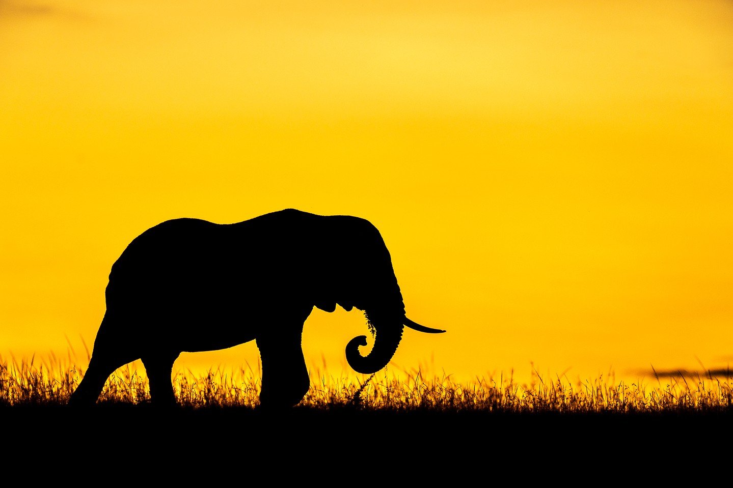 An iconic African sunset.
⁣
Older males like this one carry decades of experience, etched in memory and instinct. To younger bulls, they&rsquo;re teachers that guide them to water, food, shade and safety. Yet these wise giants are also among the most