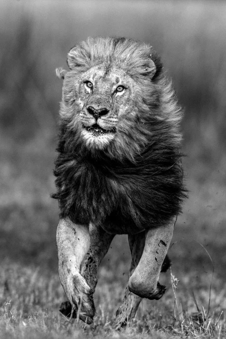 For more than forty years, @DereckJoubert and I have devoted our lives to observing Africa's wildlife with awe and reverence. We've been fortune enough to document rare moments that reveal beauty, tenderness, and the remarkable intelligence and compl