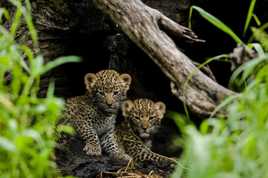 Tucked deep within the shelter of a fallen tree, two leopard cubs watched the world beyond their den with unguarded curiosity. It&rsquo;s this instinct to explore that will one day teach them the boundaries of their often-unpredictable home. For now,