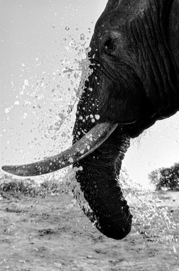 In landscapes where elephants reign, water courses and drinking holes are often shaped by these giants. In Savute, a dynamic area in northern Botswana regulated by shifting water levels, this elephant bull quenched his thirst from a temporary well he