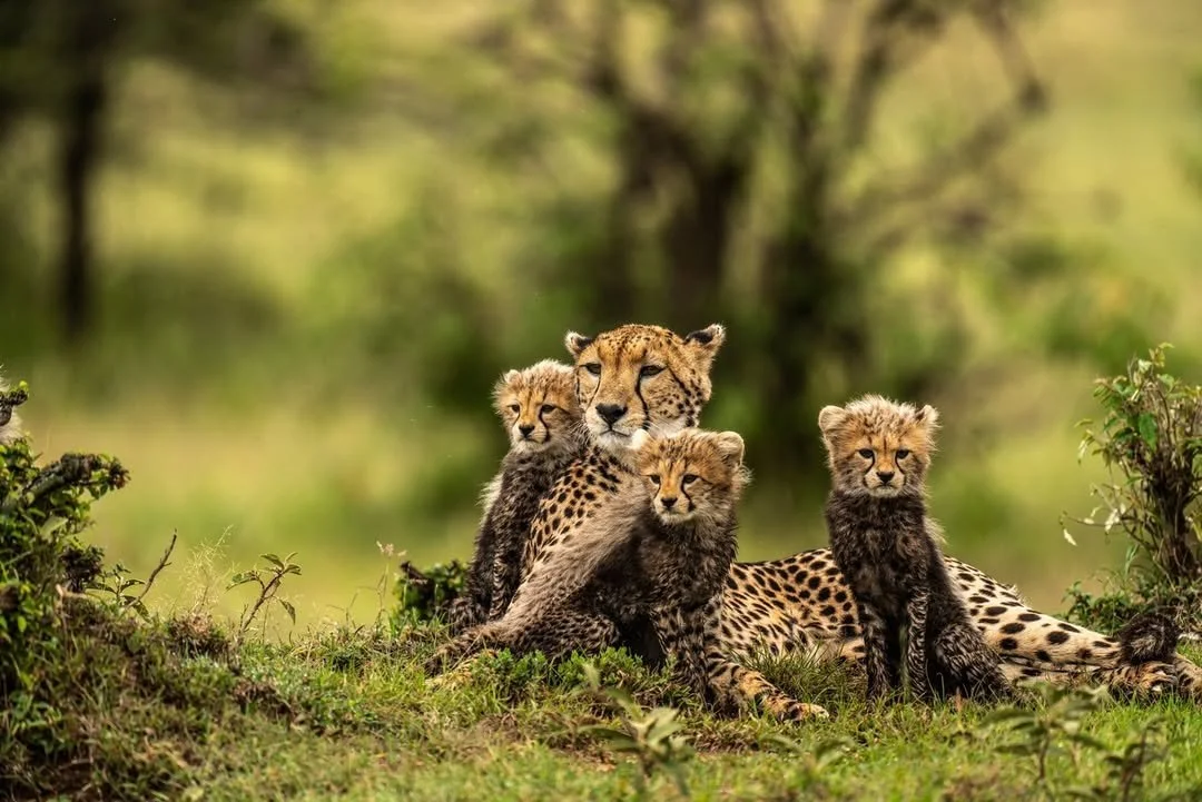 With laser-like focus, this cheetah mother scanned the horizon, reading the savannah for approaching threats or a potential meal. Even here in the Maasai Mara, one of the world&rsquo;s most important cheetah strongholds, survival is never guaranteed.