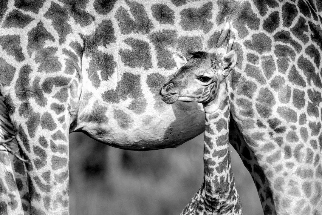 Nestled safely against his mother&rsquo;s belly, this young giraffe looks out over a world that must seem frightening and enormous. At birth, calves already stand close to two metres tall, yet they remain incredibly vulnerable. Predators, shrinking h