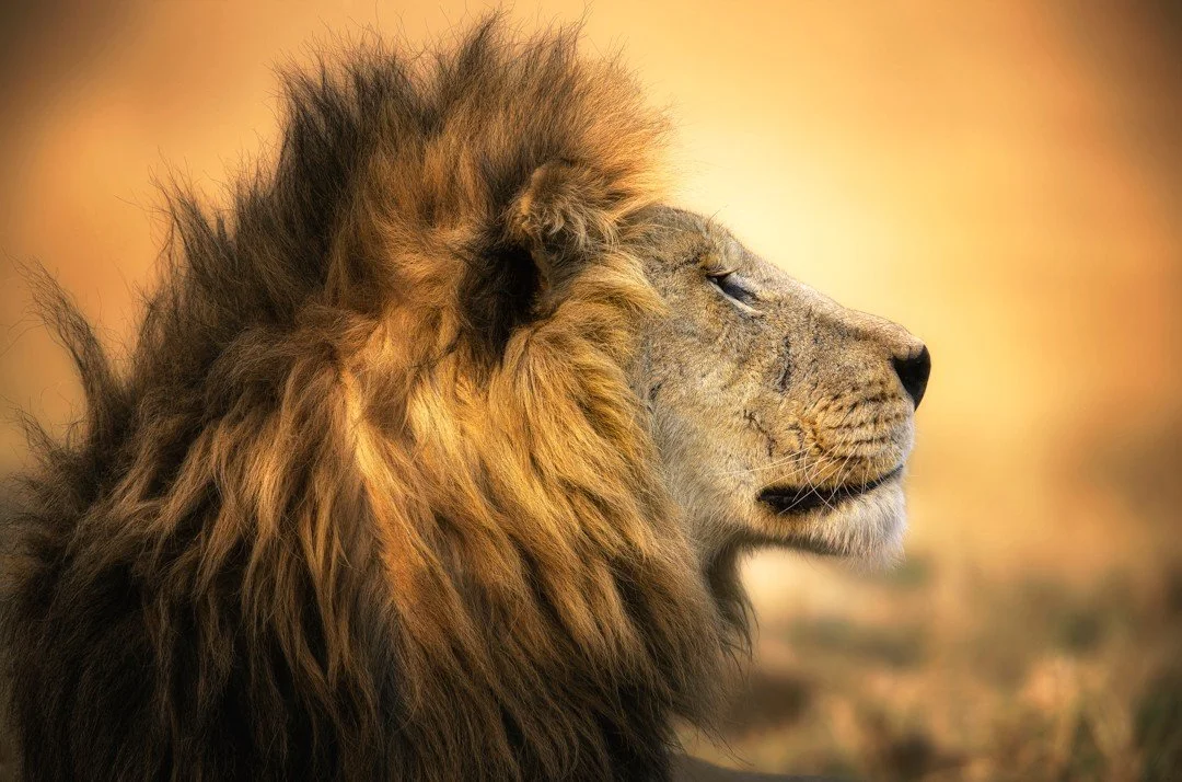 Bathed in golden afternoon light,  a symbol of resilience, presence, and ancient power, this dominant male is a reminder of what we stand to lose if lions are allowed to vanish from African landscapes. Yet there are so few places left where these cat