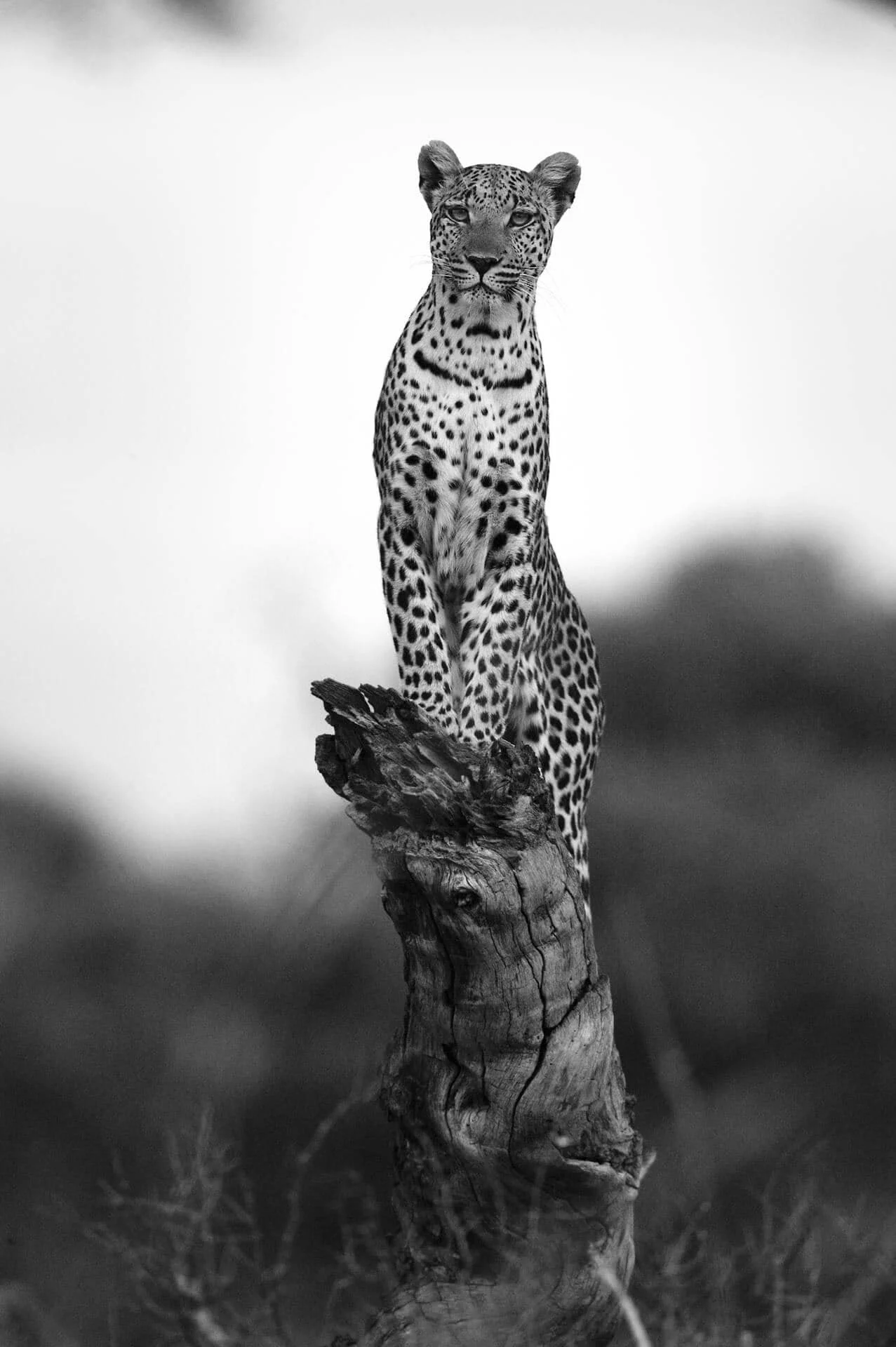 After decades documenting leopards, each moment with them still feels like a privilege. These elusive cats reveal themselves in fragments, often just a blur of spots in the dappled shade, or a quick, penetrative glance &ndash; a pause before they sli