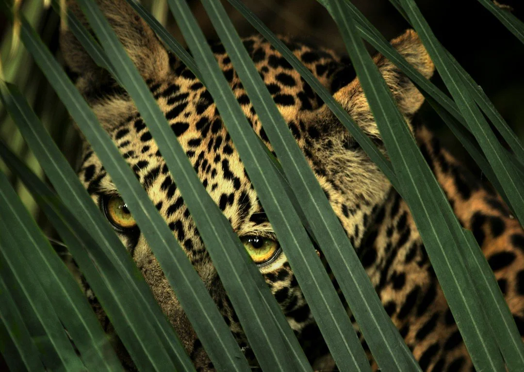 Leopards are like phantoms of the wild, silent, stealthy, and incredibly elusive. Often, a glimpse is all you get. Time and again, we&rsquo;ve watched these cats dissolve into the undergrowth, vanishing with a single shift of their shoulders. For thi