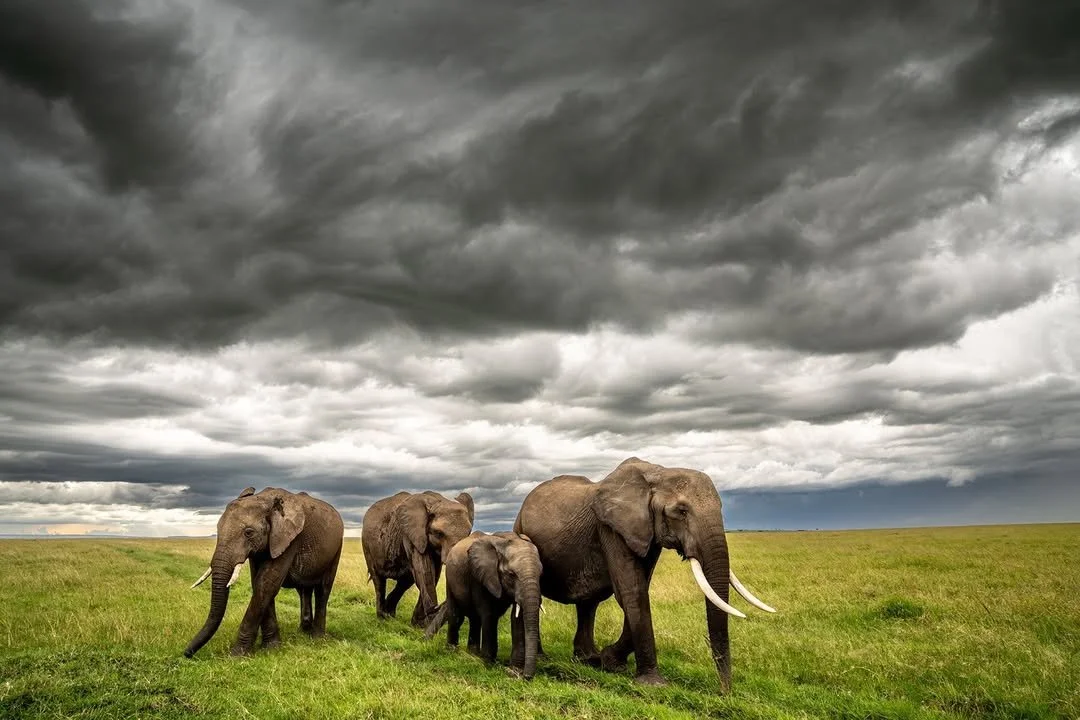 Beneath clouds swollen grey with the promise of rain, an elephant herd parades across an open plain in Kenya. In our decades of documenting wild species, we've always been fascinated by the delicate fibres that tie life together in the natural world.