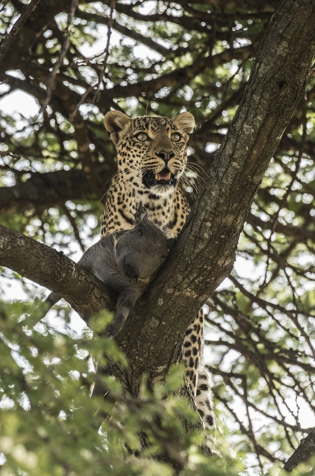 For leopards, trees offer far more than shade. They are refuge, vantage point, and larder all in one.
This leopardess wasted no time hauling her warthog kill into the branches, eyes scanning the horizon for any approaching threats. In a landscape whe