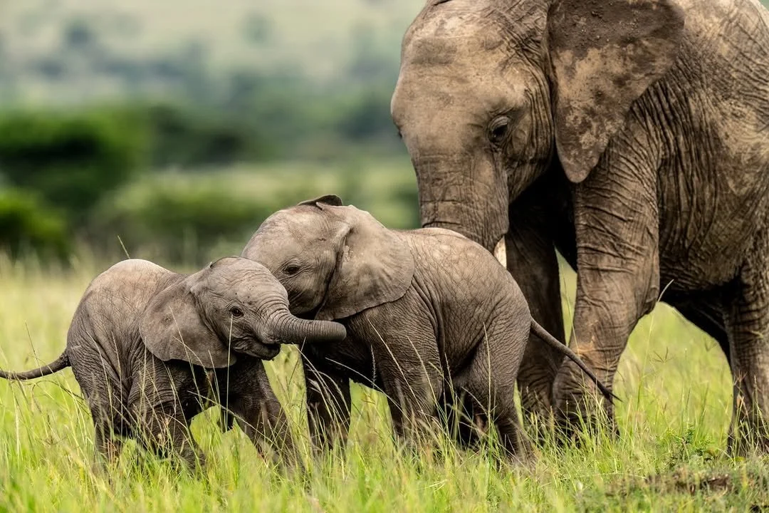 As the year draws to a close, the festive season invites us to pause and reconnect with those we hold closest. For elephants, family is everything. Bonds are formed early through play, touch, and a language of low rumbles and gestures that we are sti