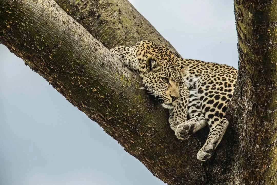 Cradled in the fork of a tree, eyes fixed on any movement below, this leopard was perfectly at home in a habitat he has learned to master. These cats are remarkably resilient, adaptable and quick to figure out how best to capitalise on their surround