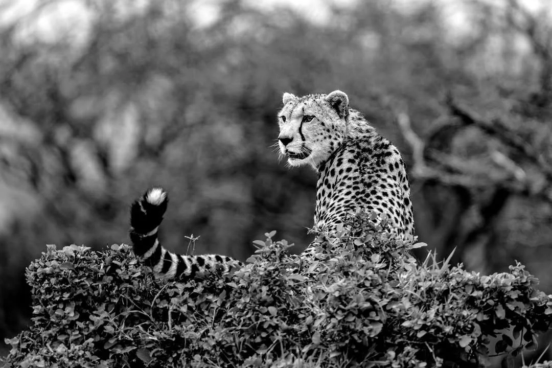 Unlike many of their big cat relatives, cheetahs are not natural climbers, spending most of their time on the ground where their semi-retractable claws are well-adapted for speed and explosive acceleration. Every now and then, though, they will clamb