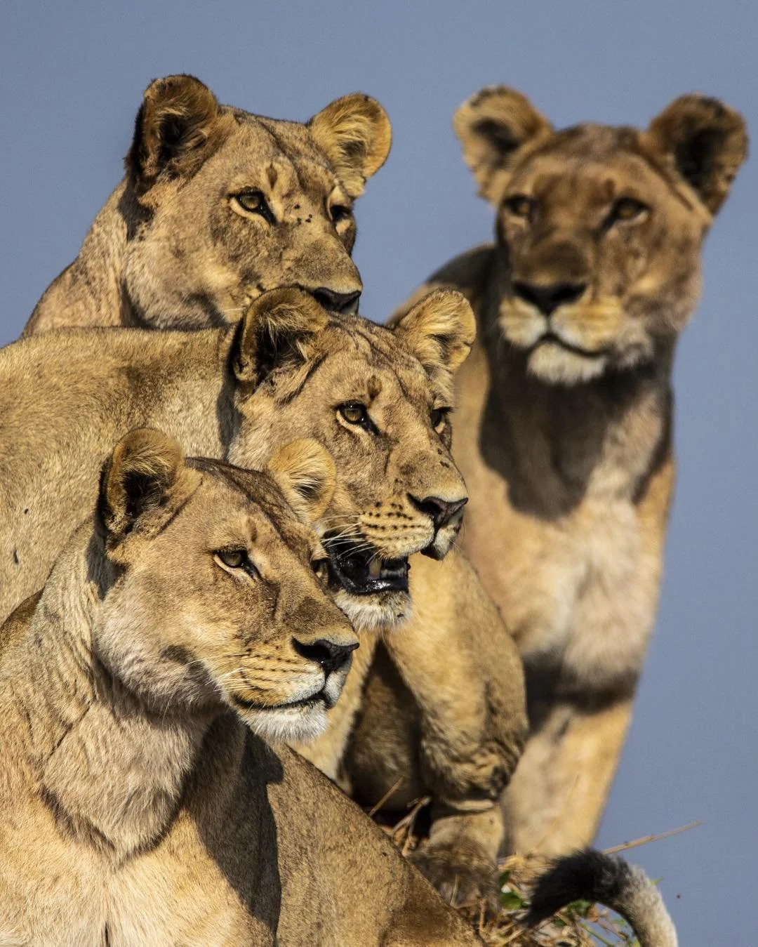 It&rsquo;s remarkable how quickly lions shift from languid rest to focused intent. The moment this pride noticed a red lechwe splashing through the shallows of an Okavango channel, everything changed: ears angled forward, eyes locked, and a hunting s