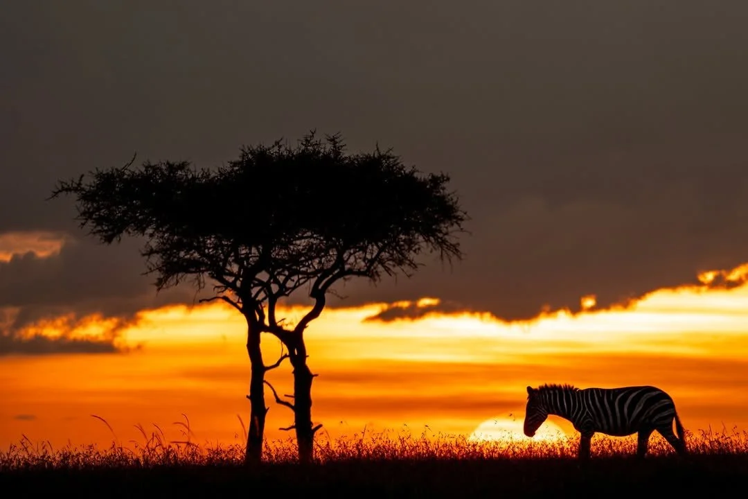 As the sun rises on a new year, a zebra moves quietly across the horizon, a reminder that every beginning is shaped by the paths we choose to follow. The year ahead holds promise, possibility, and responsibility to protect the wild places and familie