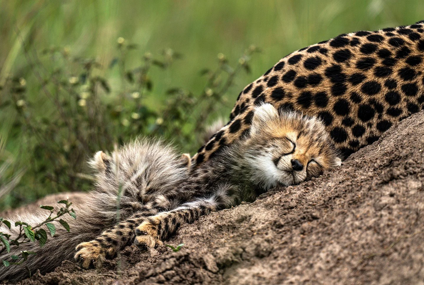 New year, new beginnings. The summer months in Africa often yield an abundance of new life &ndash; antelope species align their calving with the rains to ensure that they have enough fresh grazing to sustain their newborns, and predators often follow