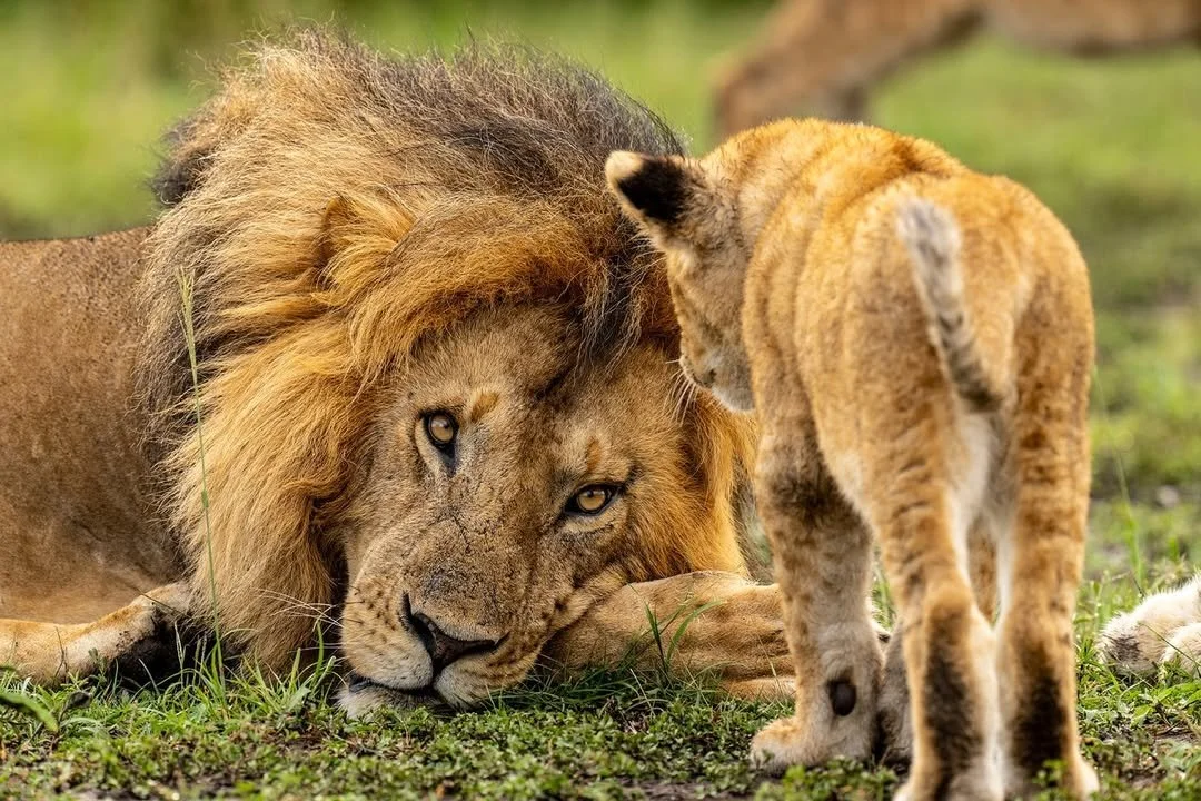There's a limit to the patience of male lions. And for this cat, it was about to be reached. Cubs spend much of their time playing and pouncing &ndash; exuberant behaviour that can wear down the tolerance of adult lions eventually resulting in a swif