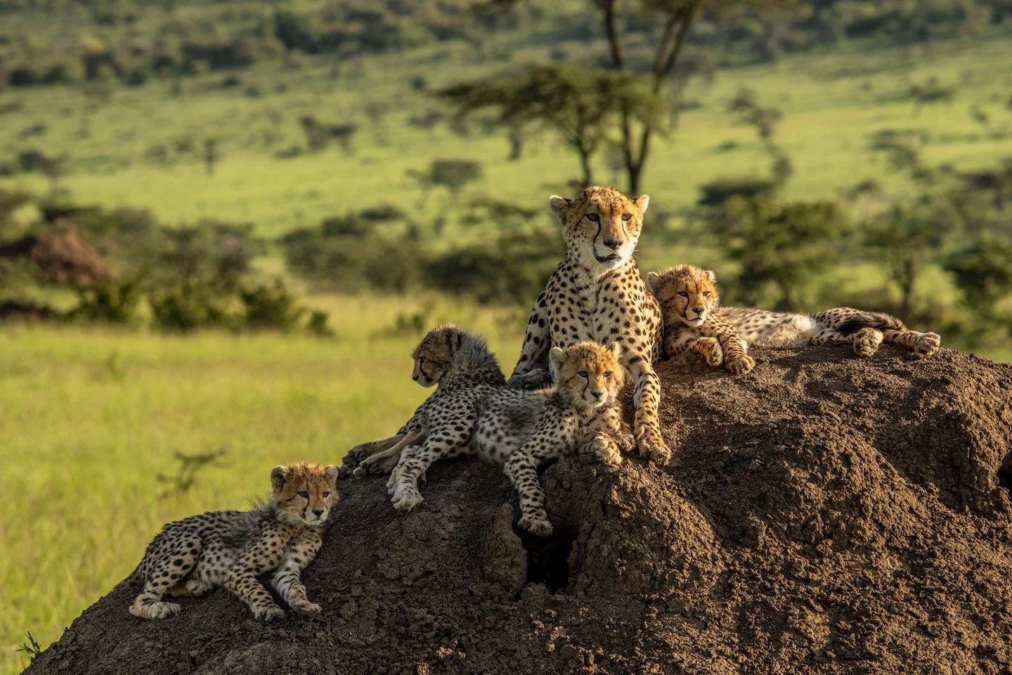 The Maasai Mara is most renowned for its annual migration of wildebeest and zebra that travel in their millions across its treacherous terrain. But beyond the herds lies a world of intricate narratives that play out once the dust of this famous spect