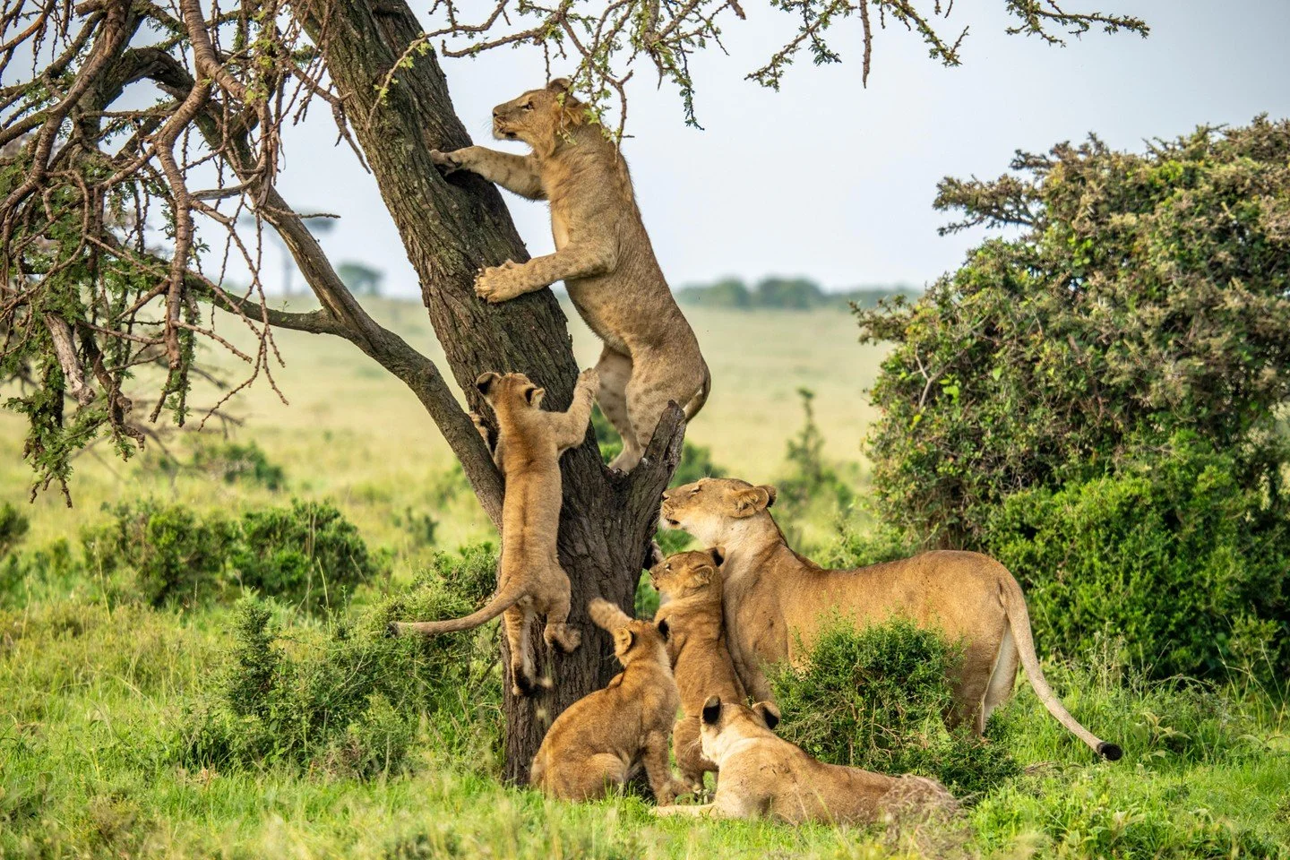 Cats will be cats. Although lions are not known for their tree-climbing prowess, these youngsters in Kenya's Maasai Mara couldn't resist the urge to test their arboreal abilities. At this age, clambering up a tree trunk is still relatively easy for t