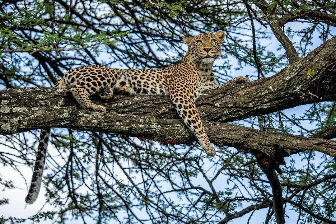 Leopards are ecological shapeshifters. At home in savannahs, forests, mountainscapes and even on the outskirts of densely populated cities, their adaptability allows them to slink between worlds. They have a resilience that's unmatched by other big c