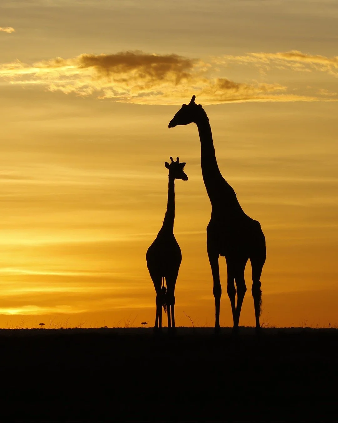 Kenya at its most iconic. Scenes like this are what make a safari in the Maasai Mara truly memorable.

📍 Mara Plains Camp, Kenya
📷 Kevin Sayialel

#giraffe #sunset #silhouette #safarimoments #safari #Kenya #GreatPlainsConservation #ConservationTour