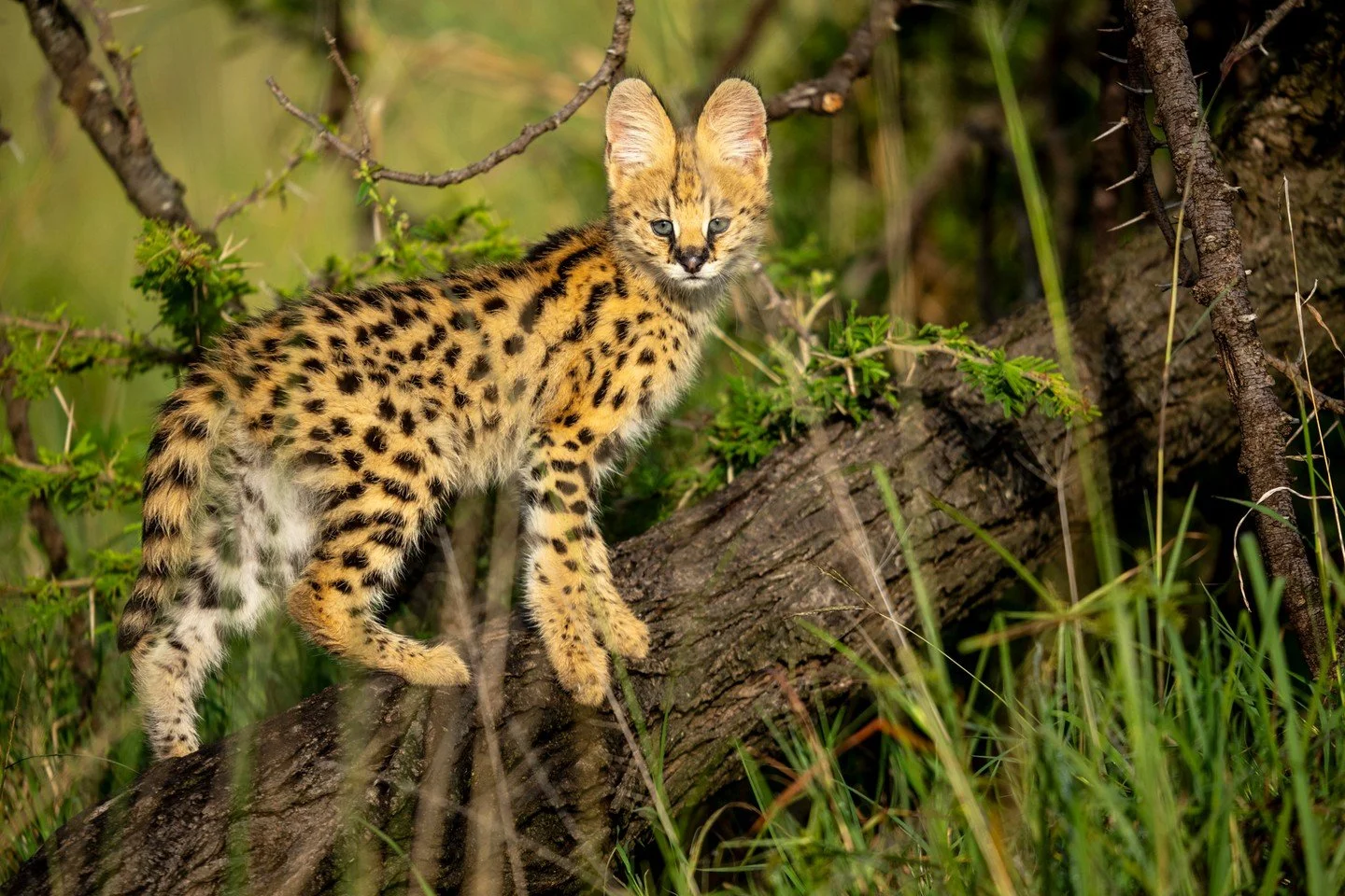 Africa's big cats often get the bulk of the limelight, but there's so much to admire from the lesser-known hunters. This young serval pauses for a moment to shoot an inquisitive gaze in our direction, its oversized ears accented by its small size.  E