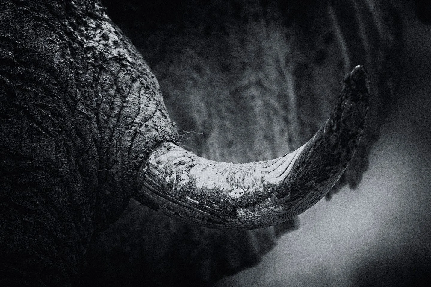 It's hard to fathom how something as seemingly unremarkable as an overgrown incisor can play such a critical role in an elephant's survival. For him, it's a tool used to dig, pry, forage and fight. But for some humans, his impressive ivory is a targe