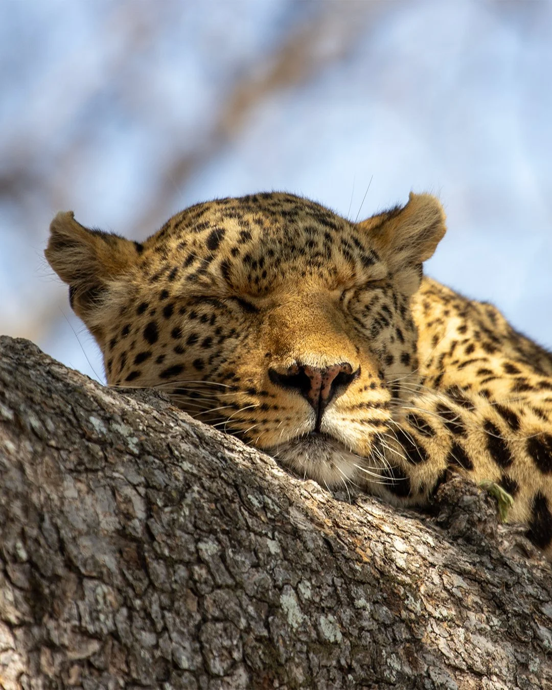 Let  sleeping cats lie. Leopards typically snooze for 12-15 hours a day reserving their energy for the cooler hours when they go on the hunt. Trees make for ideal resting spots, shaded and safe from danger.

📍 Selinda Reserve, Botswana

#leopard #bi