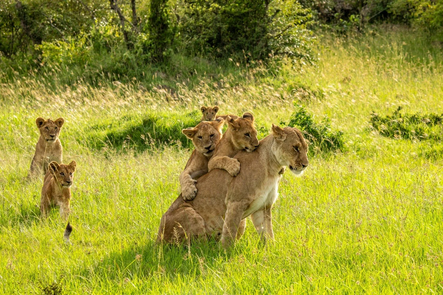 It's hard work being a lion mom. In the golden glow of the afternoon sun in Kenya's Maasai Mara, this lionesses became the unwilling 'prey' for a group of playful cubs. For the youngsters, it's a chance to practise their stalking, hunting and pouncin