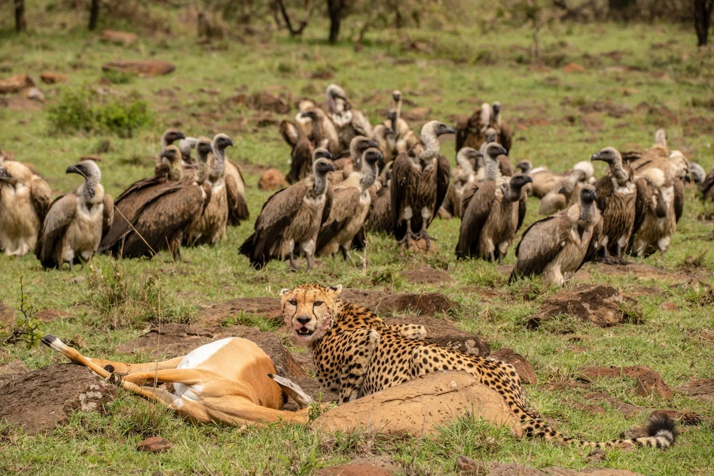 Lunch with an audience. While working on our latest film, 'Mara Rebirth', on the sun-drenched savannahs of East Africa, we watched this cheetah scoff down a meal while a huge wake of vultures looked on with hungry eyes. Cheetahs lack the brawn and mu