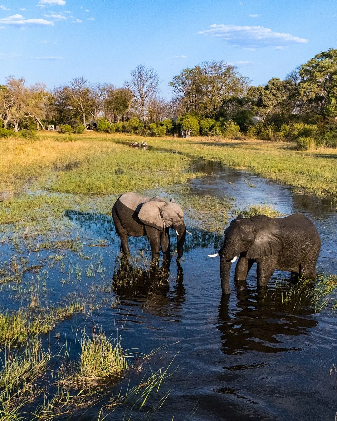 You don't always have to go far from camp to enjoy incredible wildlife sightings. When the water level suits, these elephant are regular visitors to the spillway that snakes its way past Selinda Explorers Camp in northern Botswana.

#SelindaExplorers