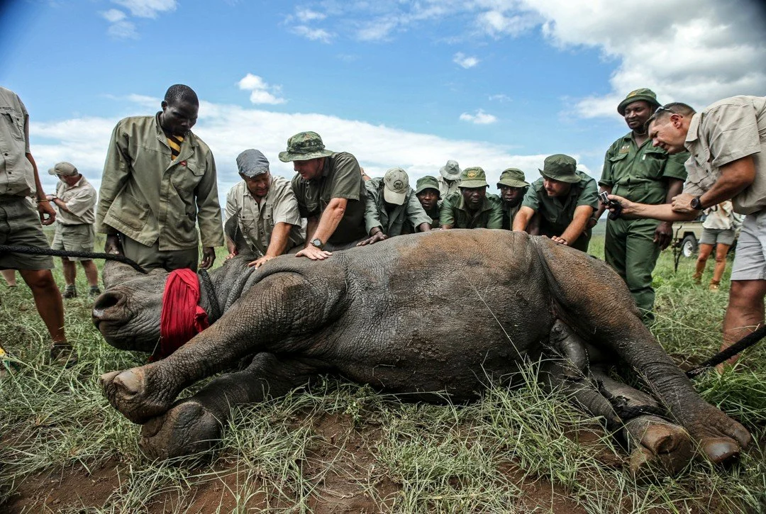 On World Wildlife Day, we pause to reflect and to remind ourselves of the immeasurable importance of the natural world and all that it provides. This year, I'm sharing moments of hope in action: painted dogs on the verge of bounding back into new lan
