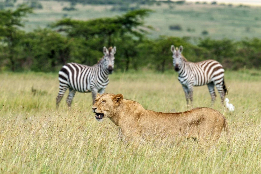 Her cover is blown and she knows it. Like many predators, lions typically rely on the element of surprise to catch their prey, stalking undetected to within striking distance before launching from hiding in a final burst of speed that leaves their ta