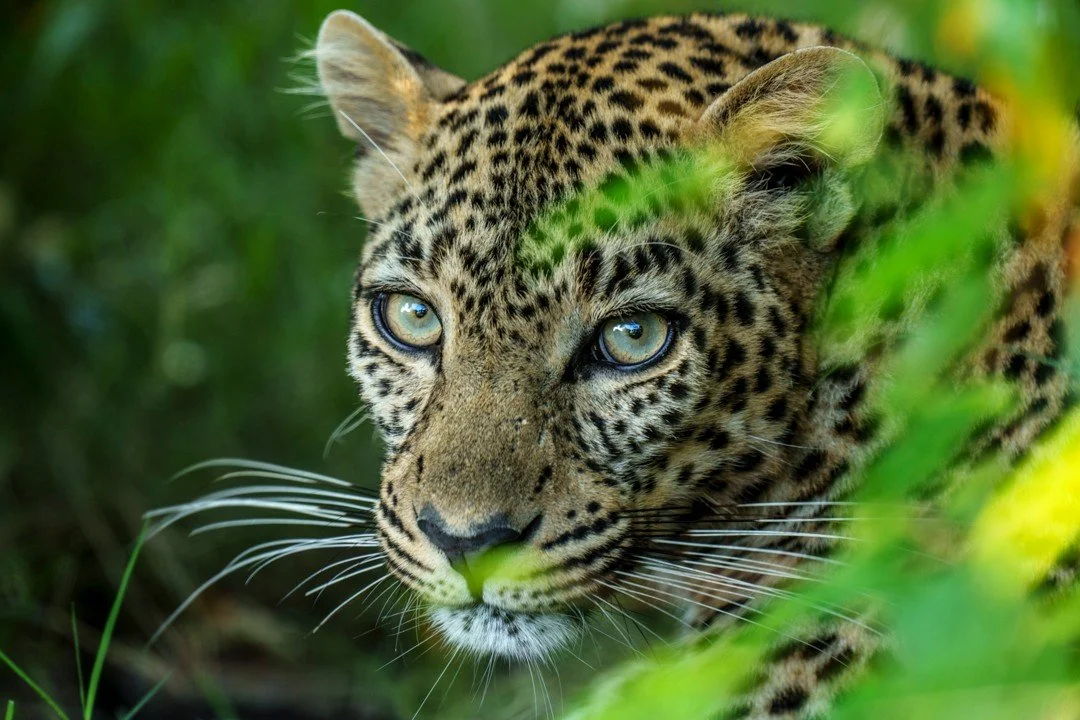Like all leopards, she slinks through the wild with silent confidence, powerful, independent, and entirely in command of her world. In many ways, she is the embodiment of resilience and determination. Female leopards raise their cubs alone, teaching 