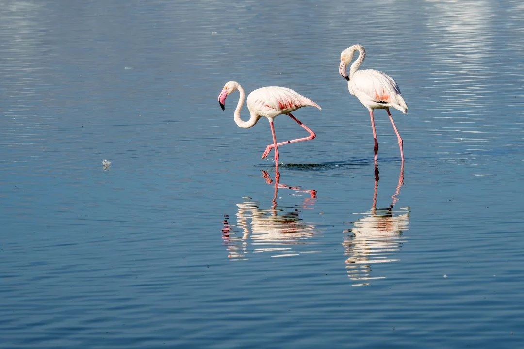 Flamingoes are a picture of elegance. Gracefully wading across salt lakes on bright pink legs, their beauty seems incongruous with the inhospitable habitats in which they spend much of their time. While most animals avoid salt lakes, these vibrant bi