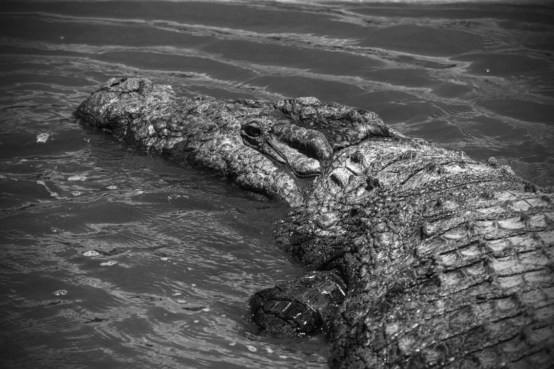 Lurking in the muddy shallows of Kenya's Mara River, this crocodile waits&mdash;as these creatures have done for centuries&mdash;for the right time to stage an ambush. Life moves at a different pace for creatures like crocodiles. They don't need to e