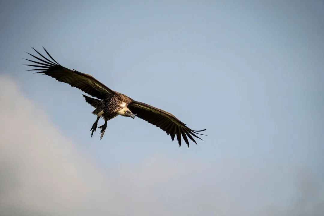 Vultures are an impressive sight in the air. Wings outstretched with finger-like feathers cast against an ice-blue sky, talons trailing in preparation for a landing, head lowered exposing a giant bill capable of tearing flesh from bone &ndash; they h