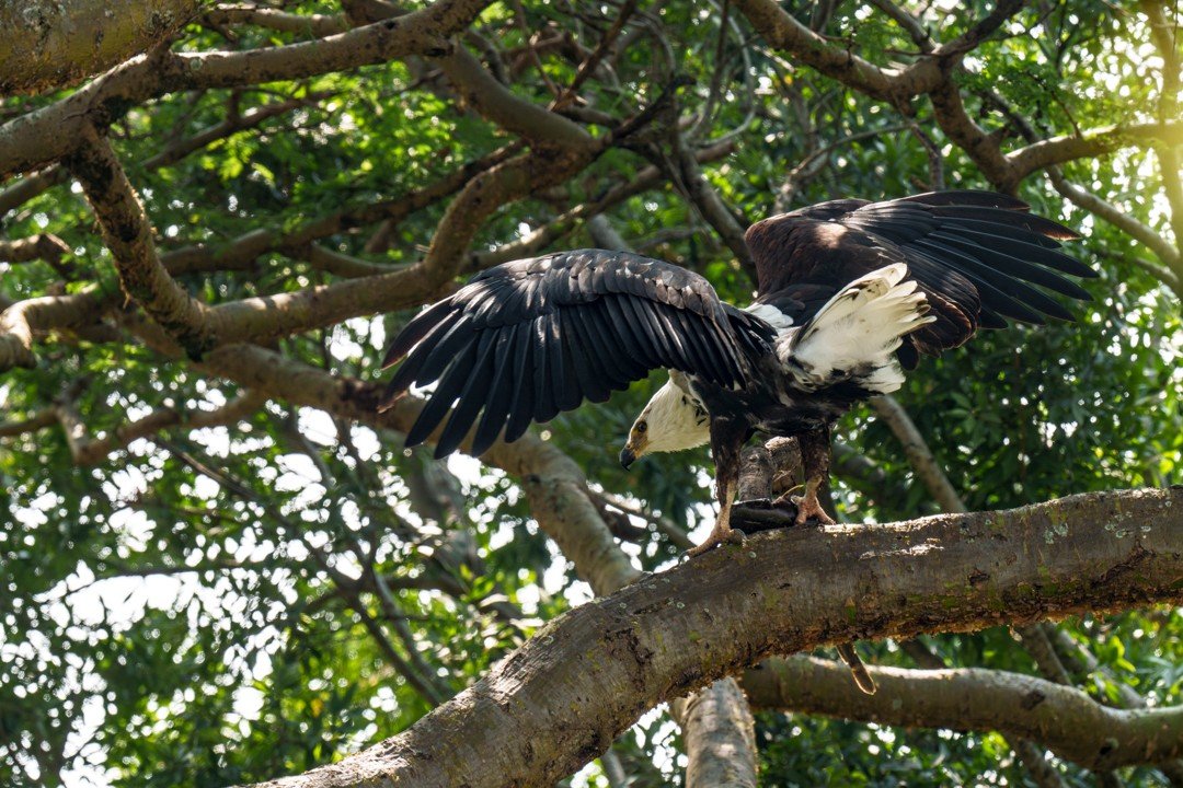 Perched in the dappled shade of an old-growth tree, this fish eagle tucked into its hard-earned meal &ndash; its prize, a reminder of the endless cycles of life and survival along the waterways we cherish so deeply. Moments like this make me pause. T