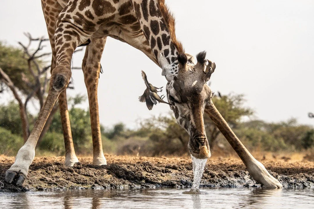 I could spend countless hours at waterholes like the one at ol Donyo Lodge in Kenya, watching nature's narratives play out in real time. An eland pauses, a giraffe lowers its long neck, zebras gather cautiously, all drawn to this vital source that su