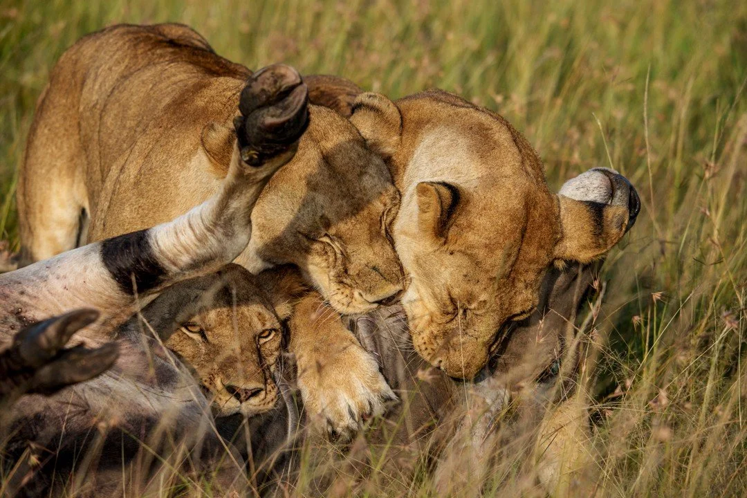 Teamwork.
Lions are the only truly social big cats, a trait that makes all the difference when bringing down large prey. Unlike leopards and tigers which both lead solitary lifestyles, or jaguars that may occasionally form coalitions, lions live perm
