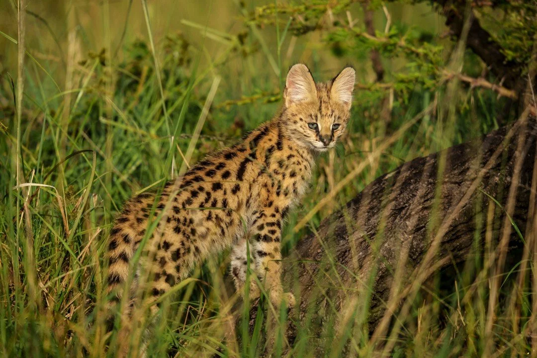 Focused and determined, this young serval paused for a moment to meet our gaze, a reminder that even the smaller predators play a vital role in Africa&rsquo;s delicate ecosystems. With oversized &ldquo;satellite-dish&rdquo; ears, powerful spring-load