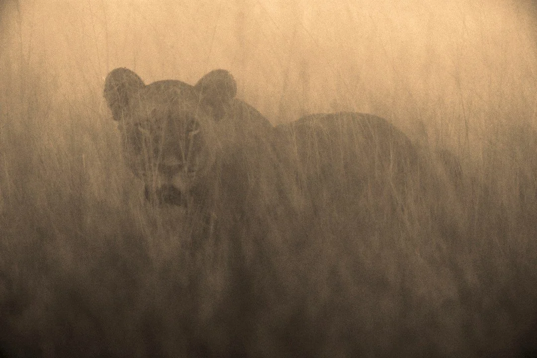 In the fading light of dusk just before darkness takes hold of the Okavango Delta and nocturnal life claims ownership of the landscape, a lioness stares intently through a stand of tall swamp grass. Like other nighttime prowlers, she welcomes the set
