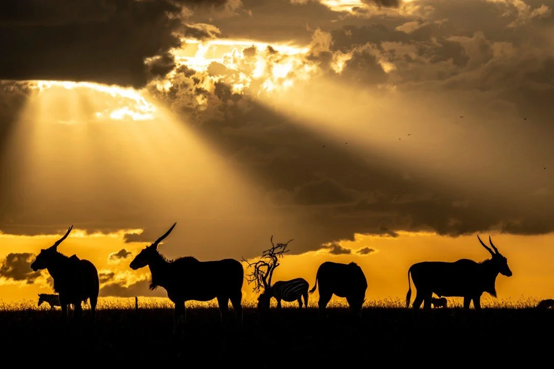 Like cardboard cutouts, a silhouetted herd of eland and zebra graze in the setting sun, backlit by orange rays of sunshine burning through a thick cloud on the Kenyan plains. Standing at around two metres tall and weighing as much as 1,000 kilograms,