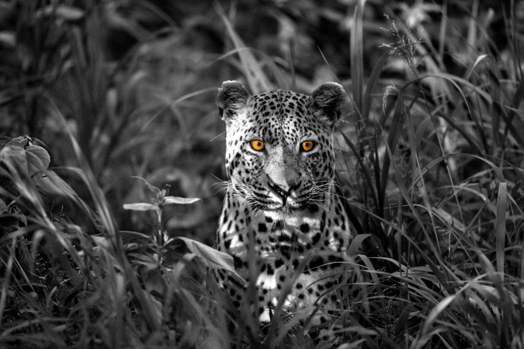 There's nothing quite as intense as a leopard's stare. When their gaze is focused on food or foe, there's a ferocity and determination that ignites in their eyes that's difficult to describe or capture. In this shot &ndash; part of a series which can