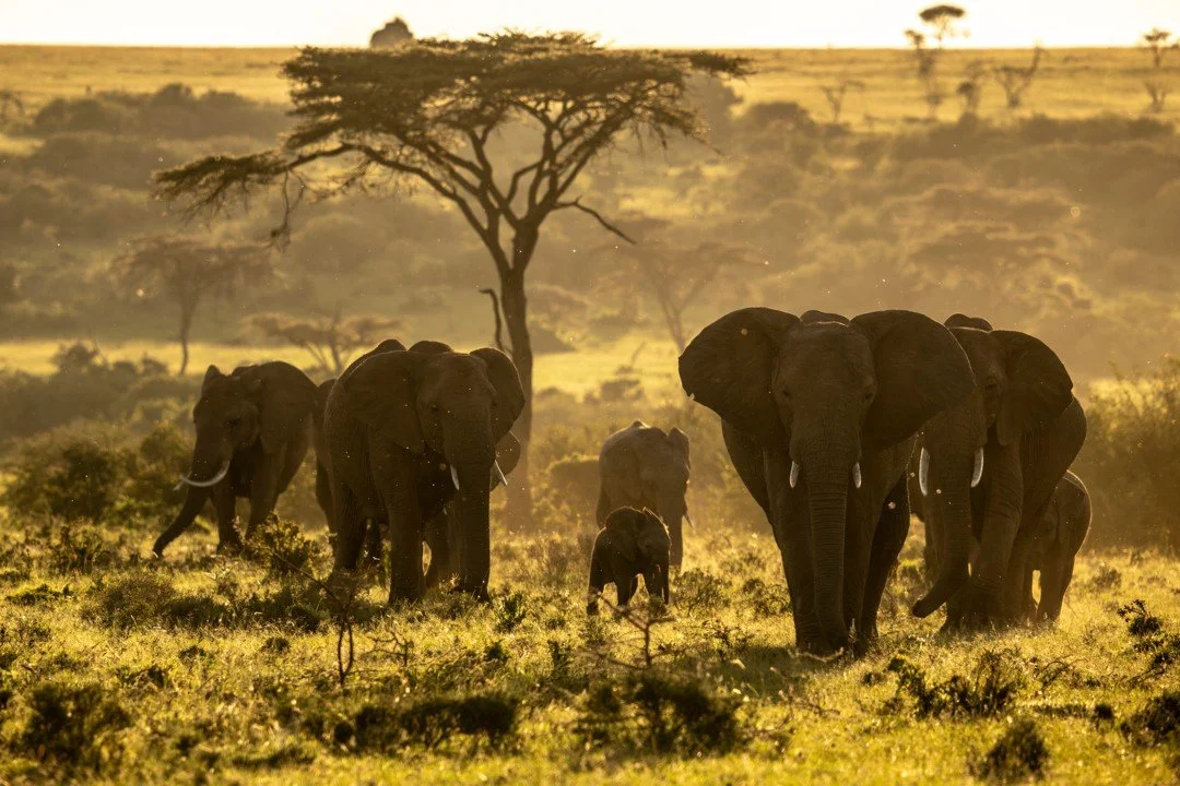 Elephants have been an endless inspiration for @DereckJoubert and me in the countless hours we've spent watching them and learning the nuances of life in the herd. They move through landscapes with a grace and intelligence that seems almost otherworl