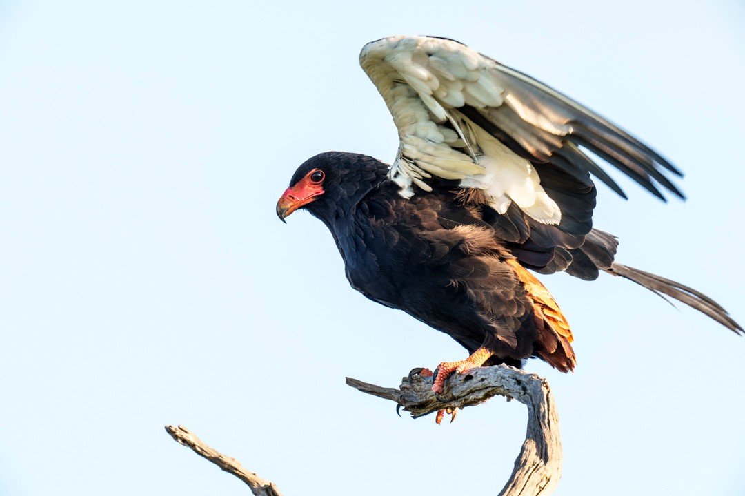 There is something uniquely arresting about a bateleur, especially when one pauses briefly with wings slightly open, almost in imitation of a statue. It's an eagle of striking form and colour, but also of immense presence. With a wingspan that can re