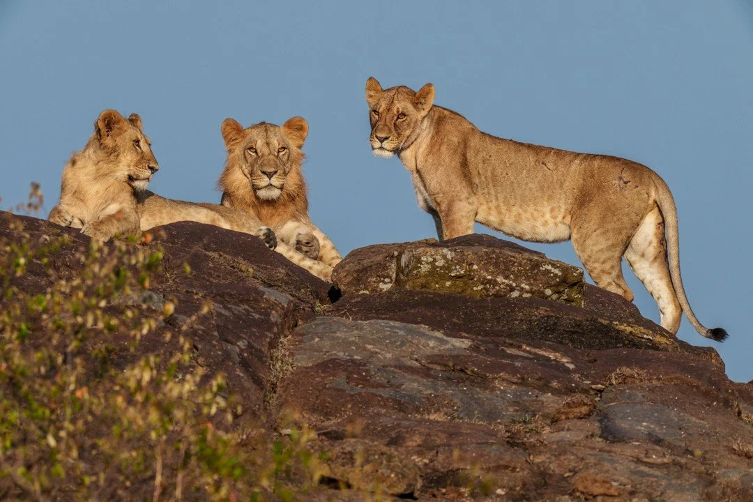 Like most cats, lions seek out prime vantage points from which to survey their territory. This pride in Kenya settled on a rock where their elevated position afforded them an expansive view over the surrounding savannah. From here, it's easier for th