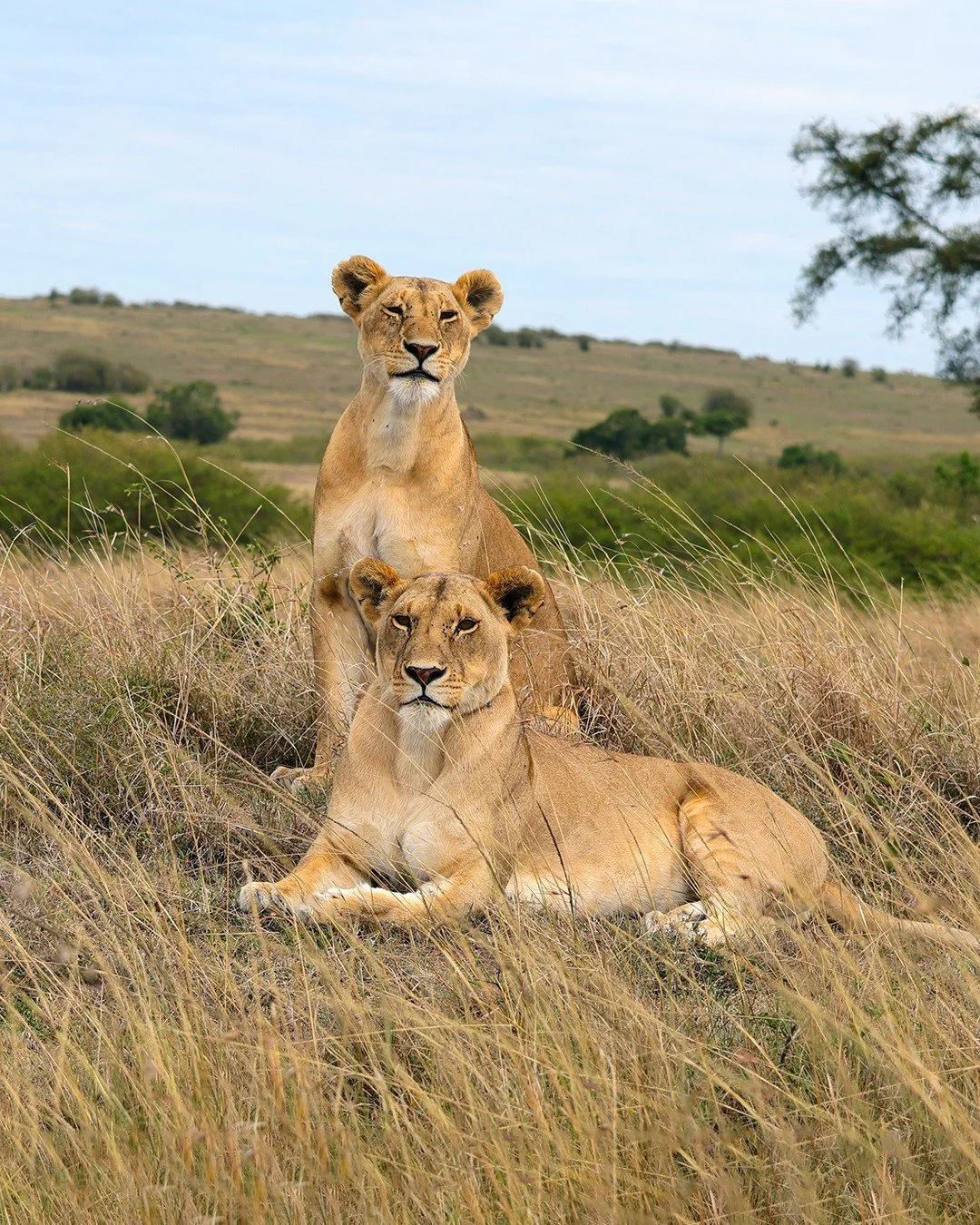 Some lions just know how to show off ...

📍Mara Toto Tree Camp, Kenya
📷 Georgie Hextall

#ConservationTourism #lions #bigcats