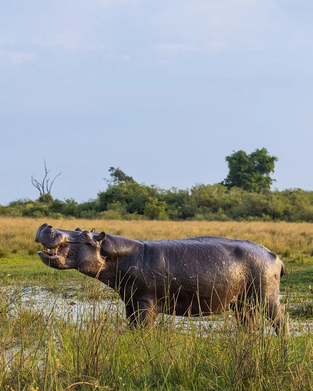 Don't let their barrel-shaped bodies fool you, hippos can move surprising fast on land. Over short bursts they can sprint at around 50km/h and are highly territorial over their aquatic homes.

📍 Duba Plains Camp, Botswana
📷 Andrew Howard

#Conserva