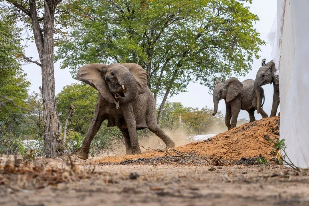 Elephants are an endless source of inspiration for us. After more than four decades documenting and sharing nature&rsquo;s narratives, we are still learning from these lumbering giants. We&rsquo;ve spent endless hours watching their interactions, try